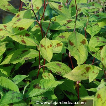 PERSICARIA virginiana