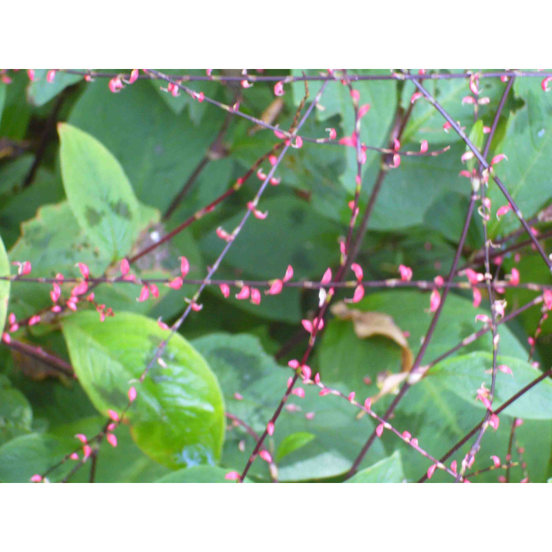 PERSICARIA virginiana