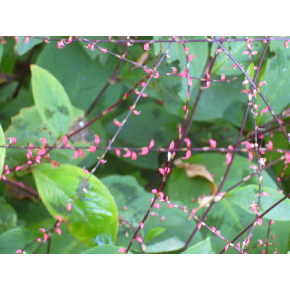 PERSICARIA virginiana
