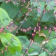 PERSICARIA virginiana