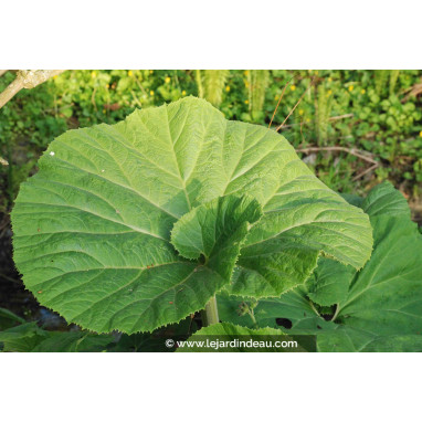 PETASITES hybridus
