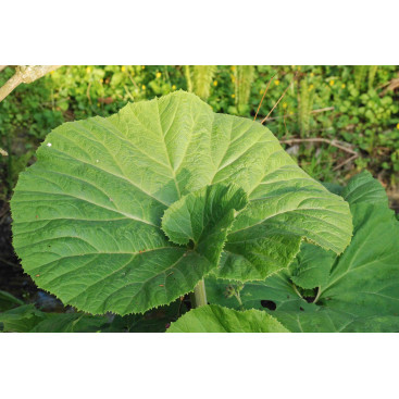 PETASITES hybridus