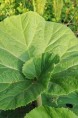 PETASITES hybridus