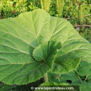 PETASITES hybridus