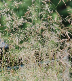 DESCHAMPSIA cespitosa 'Goldstaub'