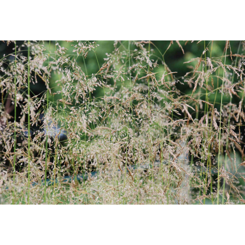 DESCHAMPSIA cespitosa 'Goldstaub'