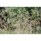DESCHAMPSIA cespitosa 'Goldstaub'