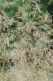 DESCHAMPSIA cespitosa 'Goldstaub'