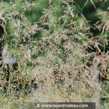 DESCHAMPSIA cespitosa &#039;Goldstaub&#039;