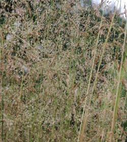 DESCHAMPSIA cespitosa 'Goldstaub'