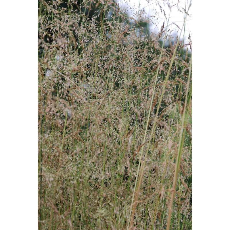 DESCHAMPSIA cespitosa 'Goldstaub'