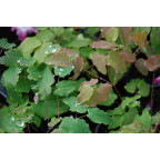 EPIMEDIUM youngianum 'Merlin', couvre-sol l&eacute;ger, mauve-Le Jardin d'Eau