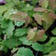 EPIMEDIUM youngianum 'Merlin'