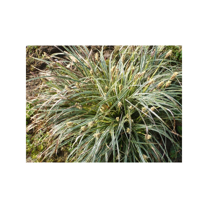 CAREX conica 'Snowline'