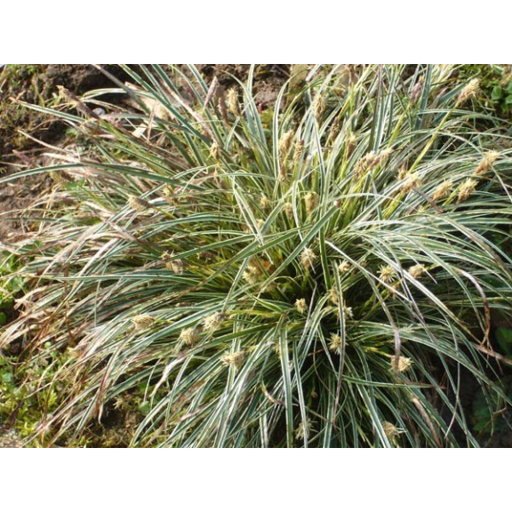 CAREX conica 'Snowline'