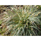 CAREX conica 'Snowline'