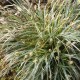 Carex conica 'Snowline'
