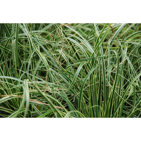 CAREX conica 'Snowline'
