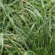 CAREX conica 'Snowline'