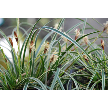 CAREX conica \'Snowline\'
