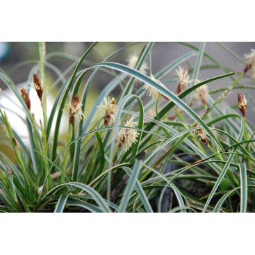 CAREX conica \'Snowline\'