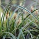 CAREX conica 'Snowline'