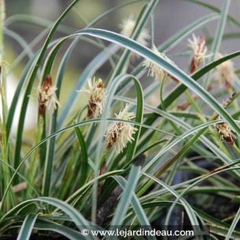 Carex conica &#039;Snowline&#039;