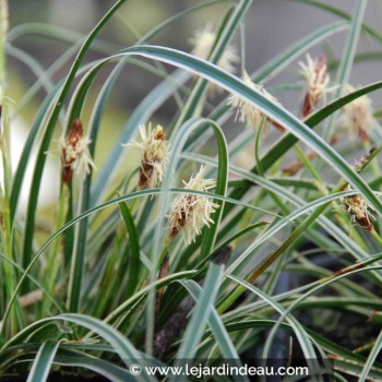 CAREX conica &#039;Snowline&#039;