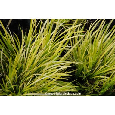 ACORUS gramineus \'Hakuro Nishiki\' - Acore Gramin&eacute;e /  Rock Sweet Flag /  Kalmus