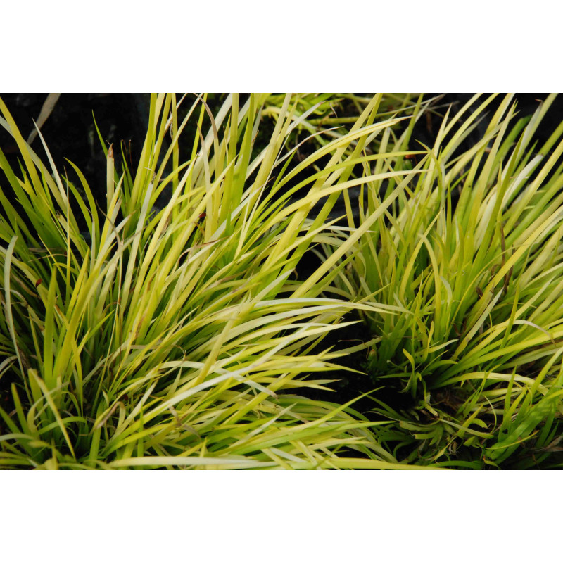 ACORUS gramineus 'Hakuro Nishiki'