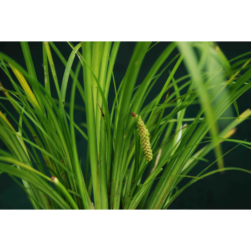 Acorus gramineus var. pusillus