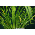 Acorus gramineus var. pusillus