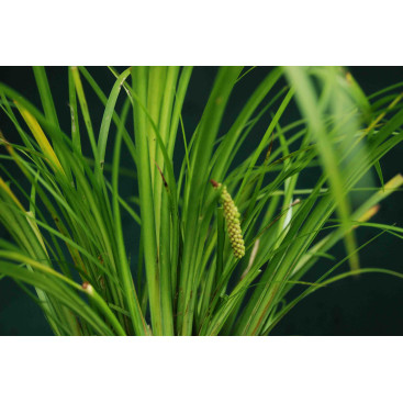 ACORUS gramineus var. pusillus