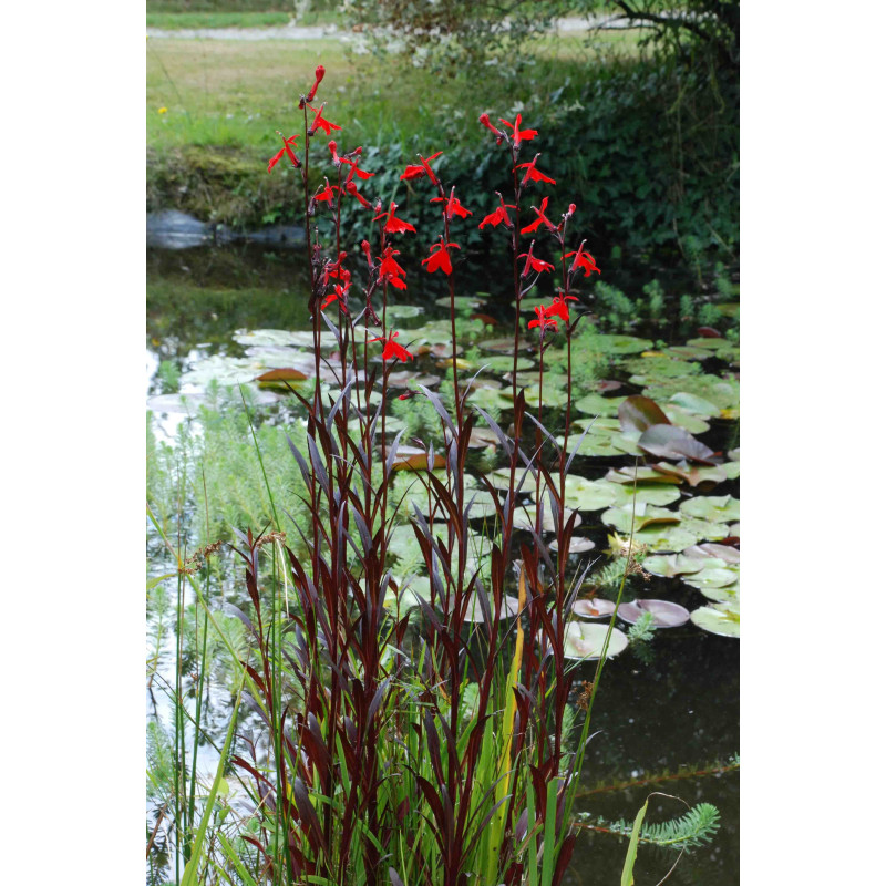 LOBELIA 'Queen Victoria'