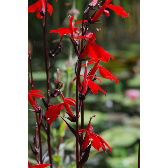 LOBELIA 'Queen Victoria'