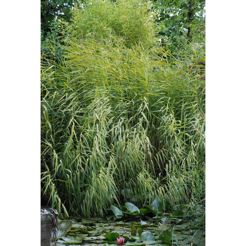 PHRAGMITES australis 'Variegatus'