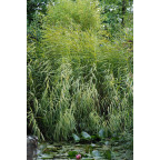 PHRAGMITES australis 'Variegatus'