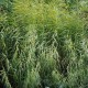 PHRAGMITES australis 'Variegatus'