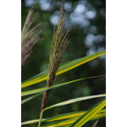 PHRAGMITES australis 'Variegatus'