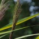 PHRAGMITES australis 'Variegatus'