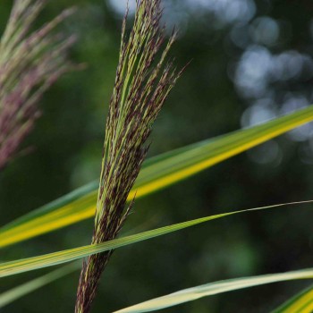 PHRAGMITES australis &#039;Variegatus&#039;