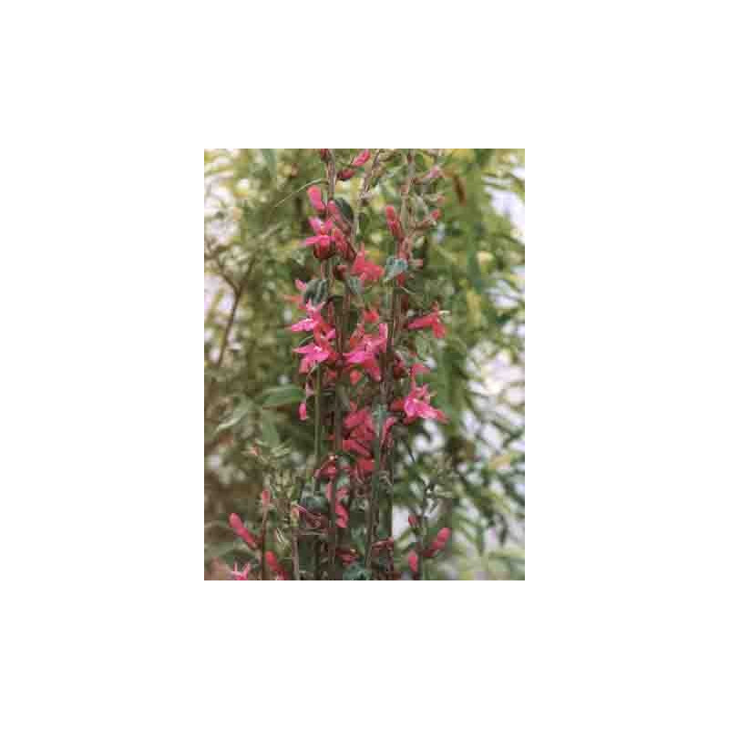 Lobelia  'Pink Flamingo'