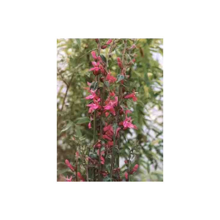 Lobelia  'Pink Flamingo'