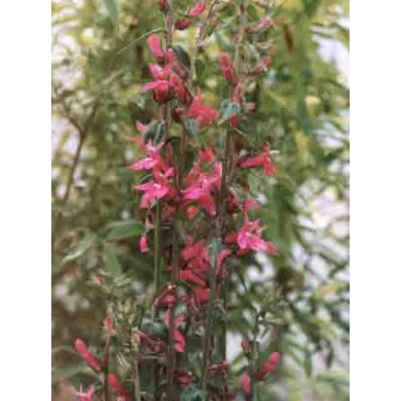 LOBELIA x speciosa \'Pink Flamingo\'