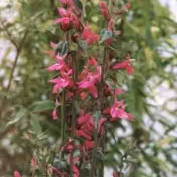 Lobelia &#039;Pink Flamingo&#039;