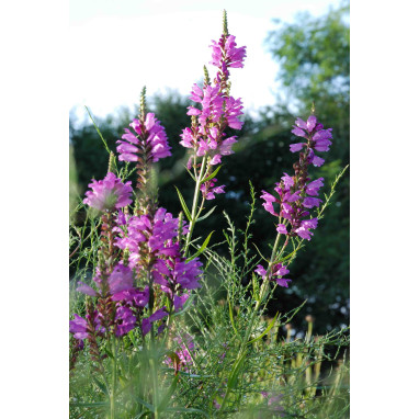 PHYSOSTEGIA virginiana \'Red Beauty\'