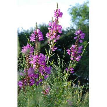 PHYSOSTEGIA virginiana \'Red Beauty\'