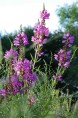 PHYSOSTEGIA virginiana 'Red Beauty'
