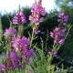 PHYSOSTEGIA virginiana 'Red Beauty'