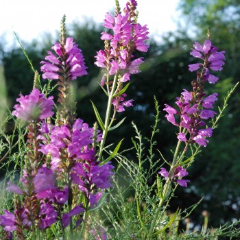 PHYSOSTEGIA virginiana &#039;Red Beauty&#039;